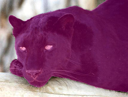 Pink Bagheera Photo