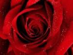 Watou Photo
