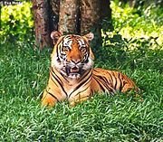 180px-Bengaltiger_(Panthera_tigris_tigris).jpg