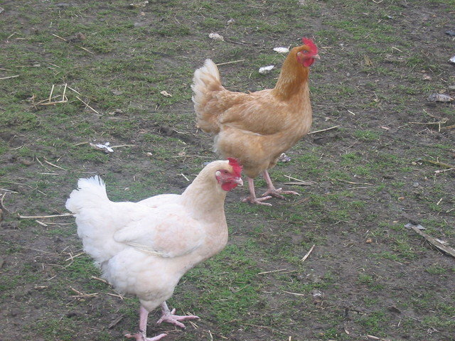 2005_poules.jpg