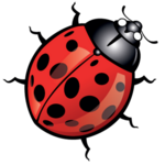 22053-coccinelle.png