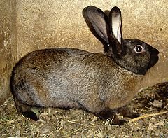 240px-Rabbit_DSC00382.JPG