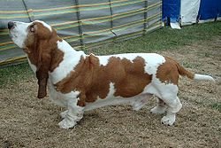 250px-Basset_Hound_600.jpg