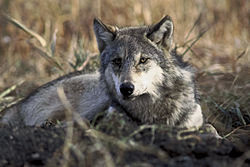 250px-Canis_lupus_laying_in_grass.jpg