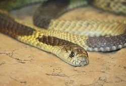 250px-Egyptian_Cobra.jpg