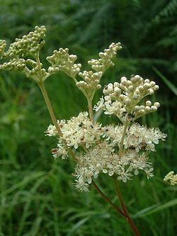 250px-Filipendula_ulmaria1.jpg