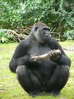 250px-Gorilla_gorilla_gorilla8.jpg