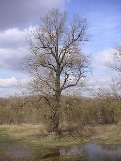 250px-Poplar.jpg