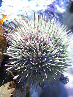 250px-SeaUrchin.jpg