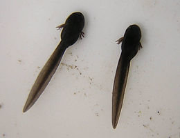 260px-Tadpoles_10_days.jpg