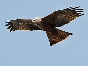 290px-Milvus_migrans_front%28ThKraft%29.