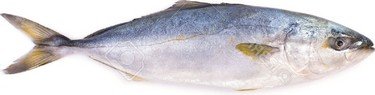 502378hamachi.jpg