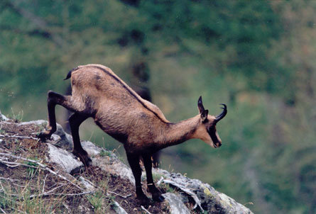 Chamois-descente.jpg