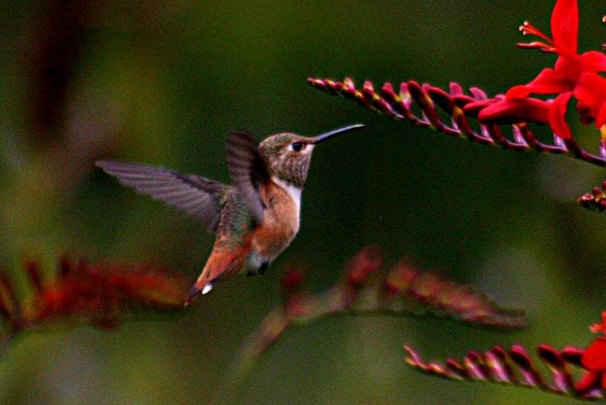 Hummingbird-colibri.jpg