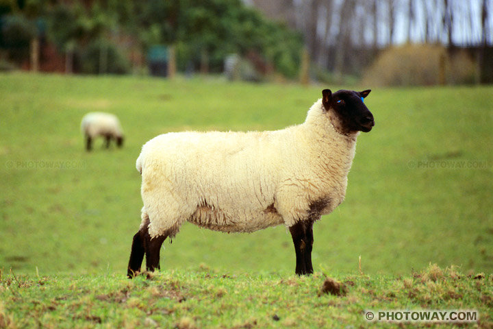 TDM96_1448-moutons.jpg