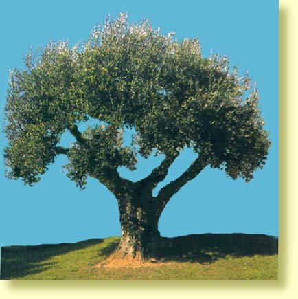 arbre.jpg