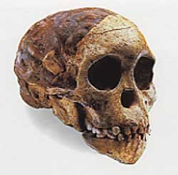 australopithecus_taung.jpg