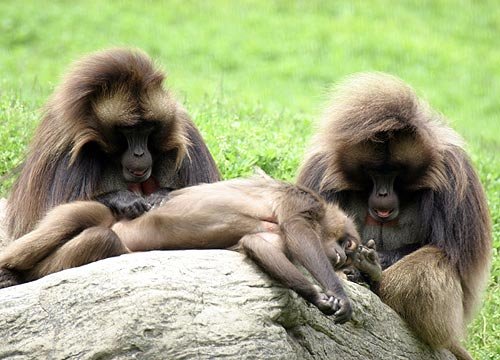 baboon-grooming.jpg