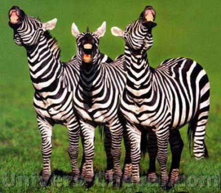 big_1273-zebra.jpg