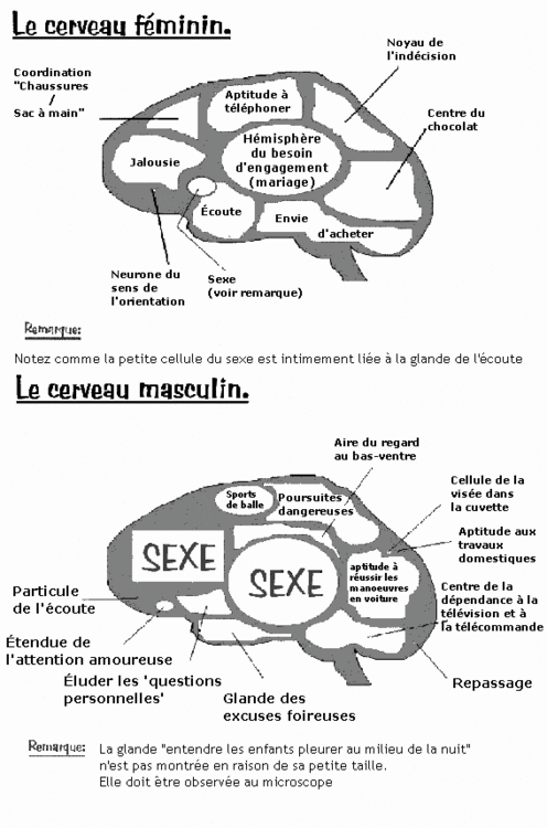 cerveau.gif