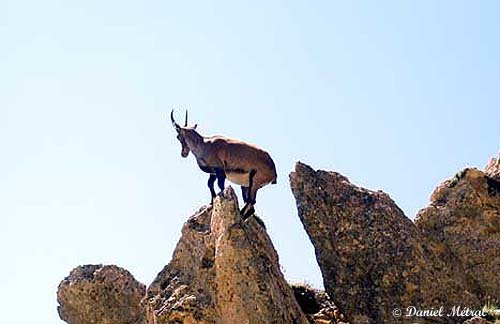 chamois22.jpg