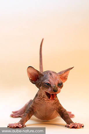 chaton-sphynx.jpg