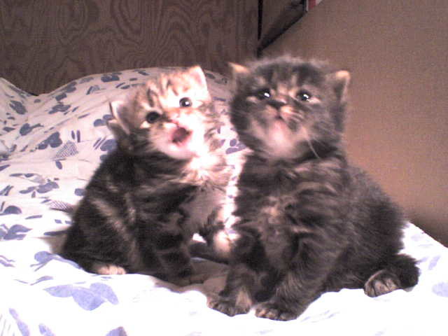 chatons1.jpg