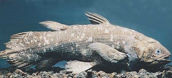 coelacanthe_002.jpg