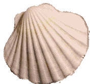 coquille.gif