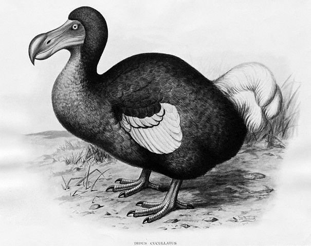 engraving_of_dodo11534121.jpg