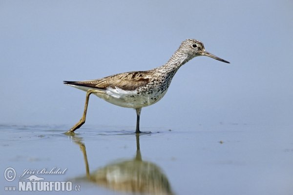 greenshank-1873.jpg