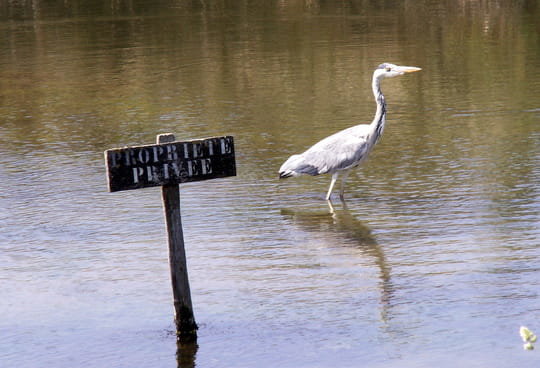 herons-le-croisic-france-1018007600-1099276.jpg