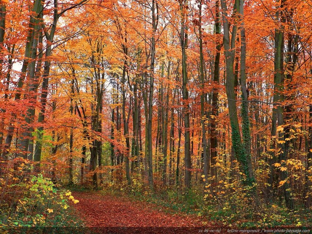 normal_chemin-foret-arbres-automne.jpg