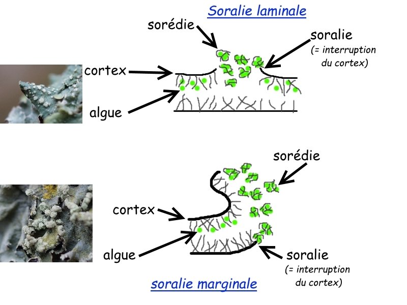 ob_279547_soralies.jpg