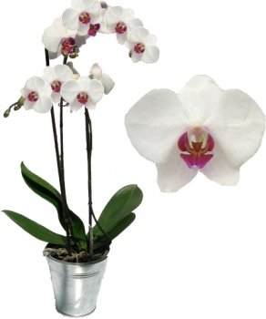 orchidee_amour.sbig.jpg