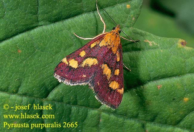 pyrausta_purpuralis_2665.jpg