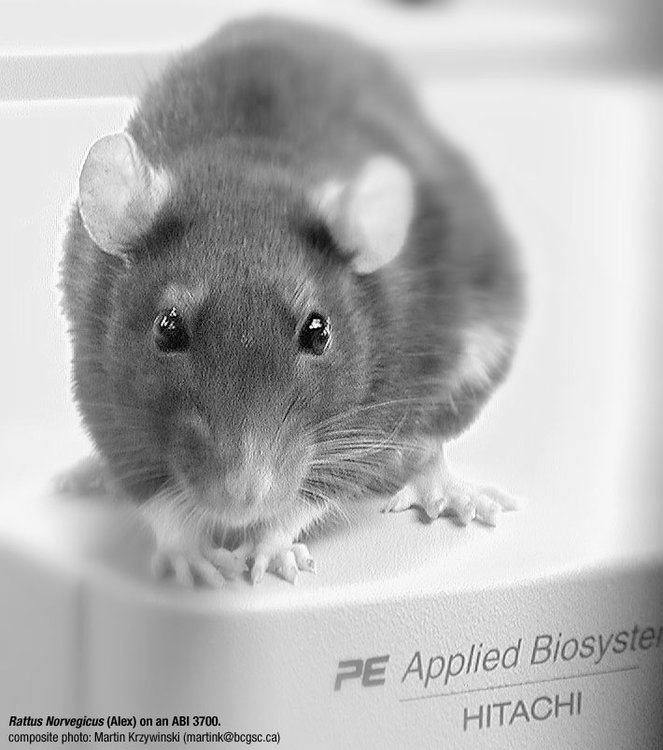 rat-on-sequencer-bw.jpg