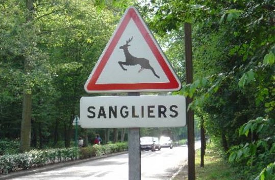 sanglier.jpg