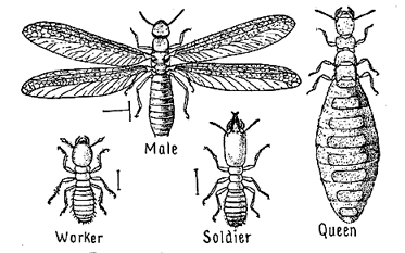 termite-stages.gif