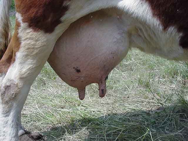 vache-pis_Mvc-447f.jpg